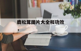 鹿松茸图片大全和功效，