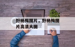 野杨梅图片，野杨梅图片高清大图