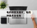龟的种类及图片，龟的种类大全名称