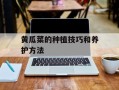 黄瓜菜的种植技巧和养护方法