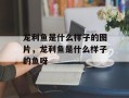 龙利鱼是什么样子的图片，龙利鱼是什么样子的鱼呀