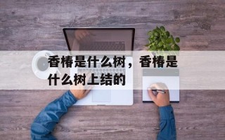 香椿是什么树，香椿是什么树上结的