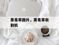 黑麦草图片，黑麦草收割机