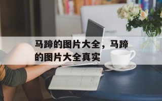马蹄的图片大全，马蹄的图片大全真实