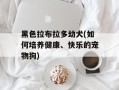 黑色拉布拉多幼犬(如何培养健康、快乐的宠物狗)