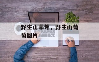 野生山荸荠，野生山葡萄图片