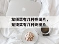 龙须菜有几种啊图片，龙须菜有几种啊图片