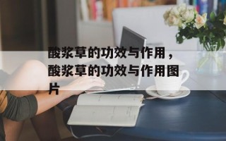 酸浆草的功效与作用，酸浆草的功效与作用图片