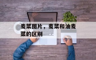 麦菜图片，麦菜和油麦菜的区别