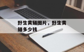 野生黄鳝图片，野生黄鳝多少钱