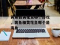 黄鱼和黄花鱼哪个好吃，黄鱼和黄花鱼哪个是海鱼