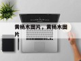 黄杨木图片，黄杨木图片