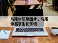 马尾伸筋草图片，马尾伸筋草生长环境