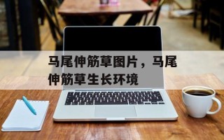 马尾伸筋草图片，马尾伸筋草生长环境
