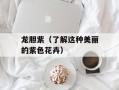 龙胆紫（了解这种美丽的紫色花卉）