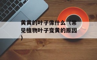 黄黄的叶子像什么（常见植物叶子变黄的原因）