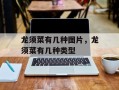 龙须菜有几种图片，龙须菜有几种类型