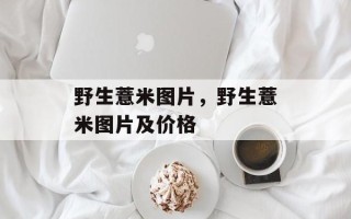野生薏米图片，野生薏米图片及价格