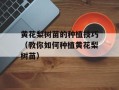 黄花梨树苗的种植技巧（教你如何种植黄花梨树苗）
