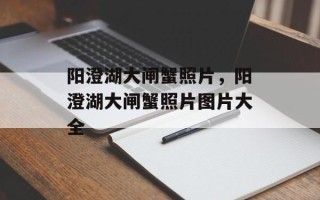 阳澄湖大闸蟹照片，阳澄湖大闸蟹照片图片大全