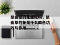 鼠曲草的花能吃吗，鼠曲草的花是什么颜色功效与作用