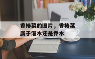 香椿菜的图片，香椿菜属于灌木还是乔木