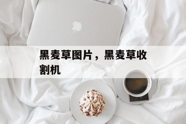 黑麦草图片，黑麦草收割机-第1张图片-
