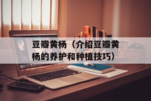 豆瓣黄杨（介绍豆瓣黄杨的养护和种植技巧）-第1张图片-