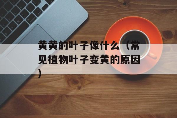 黄黄的叶子像什么（常见植物叶子变黄的原因）-第1张图片-