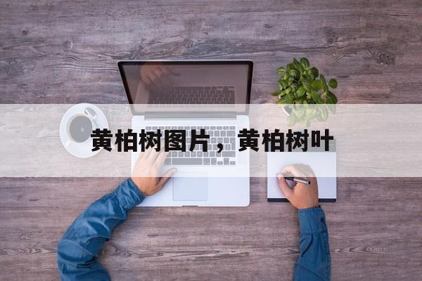 黄柏树图片，黄柏树叶-第1张图片-