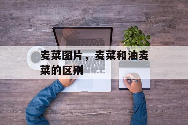麦菜图片，麦菜和油麦菜的区别-第1张图片-