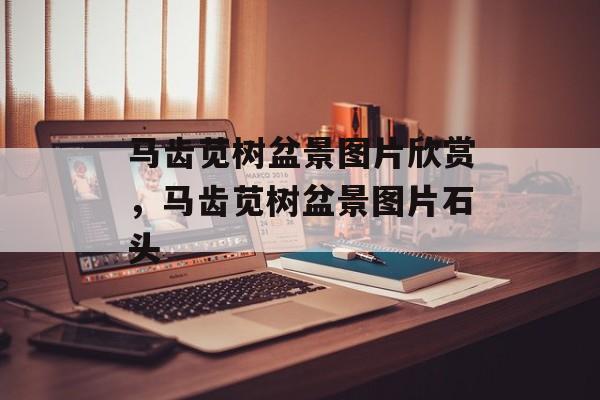 马齿苋树盆景图片欣赏，马齿苋树盆景图片石头-第1张图片-