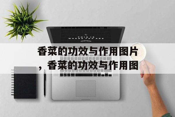 香菜的功效与作用图片，香菜的功效与作用图-第1张图片-