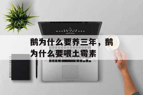 鹅为什么要养三年，鹅为什么要喂土霉素-第1张图片-