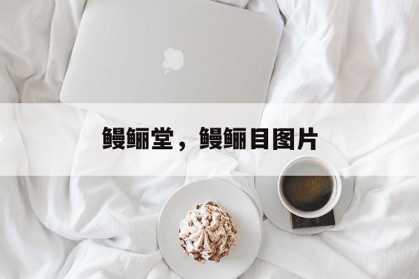 鳗鲡堂，鳗鲡目图片-第1张图片-