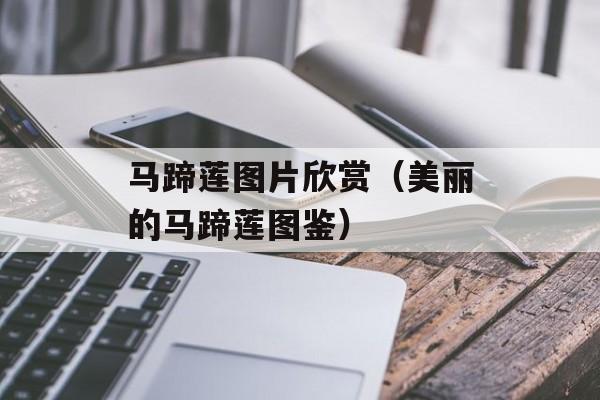 马蹄莲图片欣赏（美丽的马蹄莲图鉴）-第1张图片-