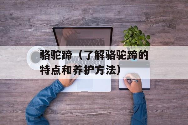 骆驼蹄（了解骆驼蹄的特点和养护方法）-第1张图片-