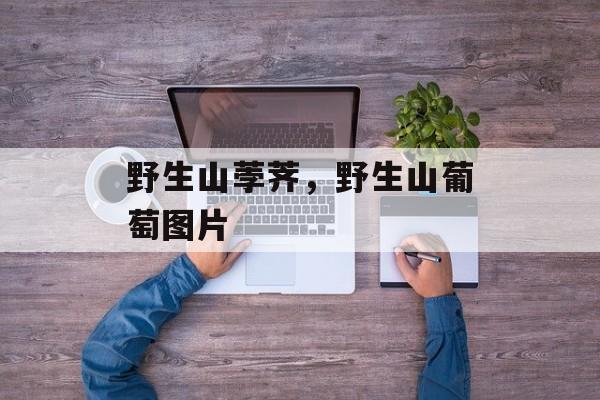 野生山荸荠，野生山葡萄图片-第1张图片-